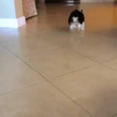 "NO! NO! NOT TODAY!"