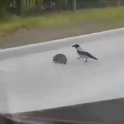 A bird telling a hedgehog to hurry across because it's dangerous ??️