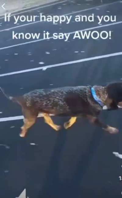 Awoo