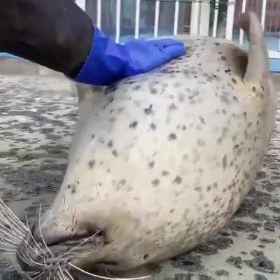Gotta Love Seals