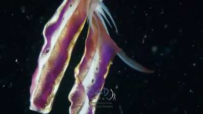 ? This Is Rainbow Blanket Octopus Found In the Philippines