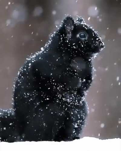 ? Black squirrel in snow ?