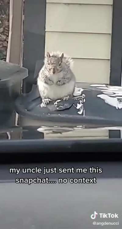 Squirrel