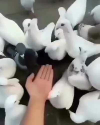 feeding pigeons is good