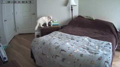 He jumps on nightstand to protest