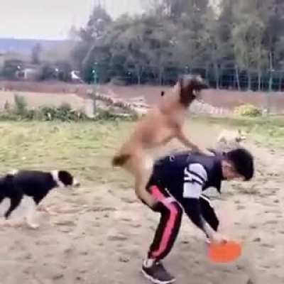 Dogs trainings for stunts.