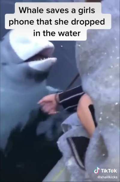 This dolphin saved a girl’s phone that was dropped into the water