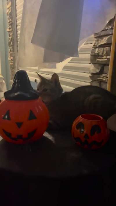 Mi madre con su decoración de halloween… creo que hay alguien más! ?