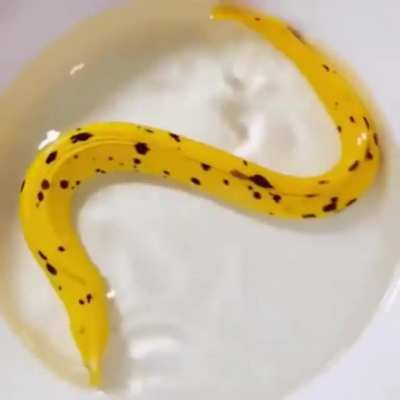 ? The Goldentail moray eel looks like a banana peel