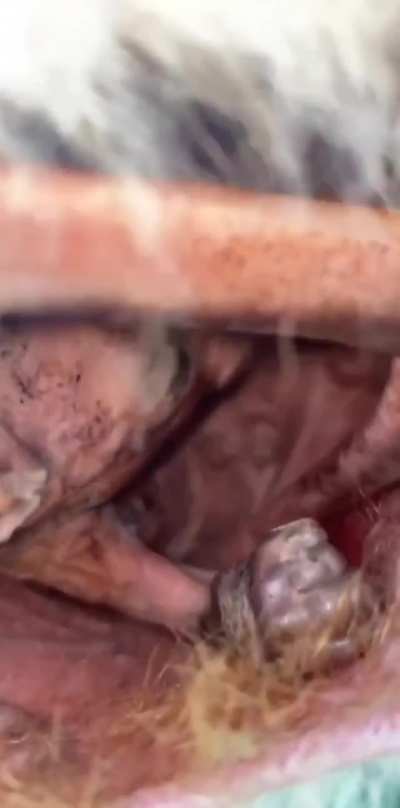 ? A peek inside a mother Kangaroo's pouch.