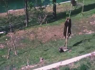 ? Bear cub doesn’t want to leave the playground