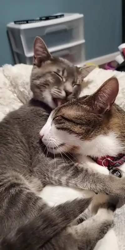 Best bros ? (OC)