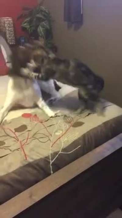 It’s always a treat catching these two having a little play time!