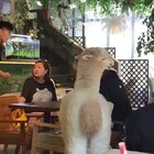 This Alpaca is awesome, lol