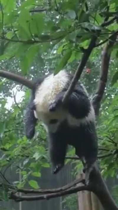 ? Pandas do not have specific sleeping spots, they usually just fall asleep wherever they are