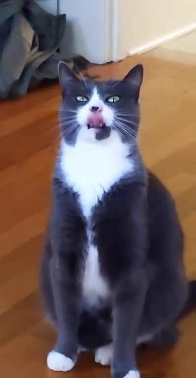 My cat had some "chocolate" catnip. He definitely enjoyed it