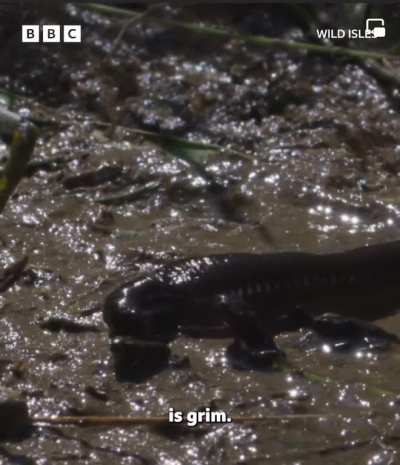 Giant Leeches massacre frogs in one bite