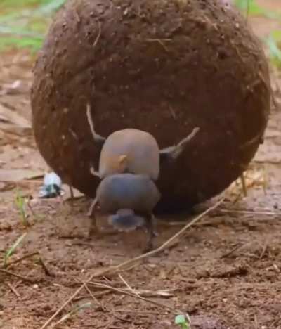 ? Dung Beetles navigate via the light of the Milky Way ?