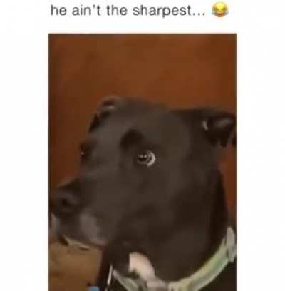 Not the sharpest one in the pack
