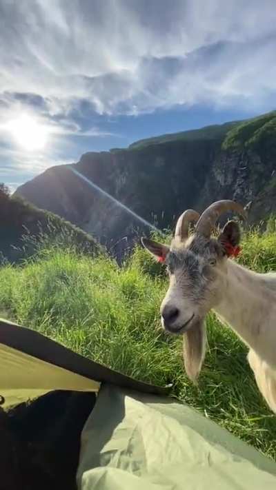 Nature therapy