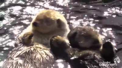 ? Sea Otters hold hands while they sleep so they don't drift apart, a behaviour known as rafting.