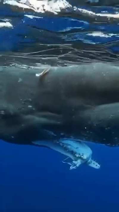 ? A sperm whale with the remains of a giant squid in its jaws