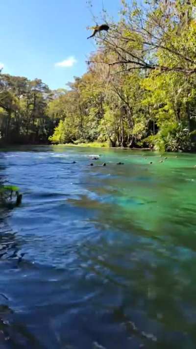 ? Weather Forecast for Silver Springs, Florida: Sunny with a Chance of Rhesus Macaque Monkeys