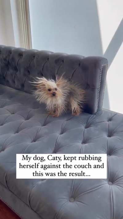 Electricity dog