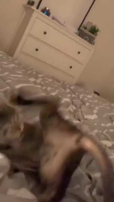 SpiderCats ?️