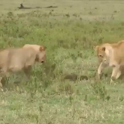 ? Mongoose is not intimidated of two lions
