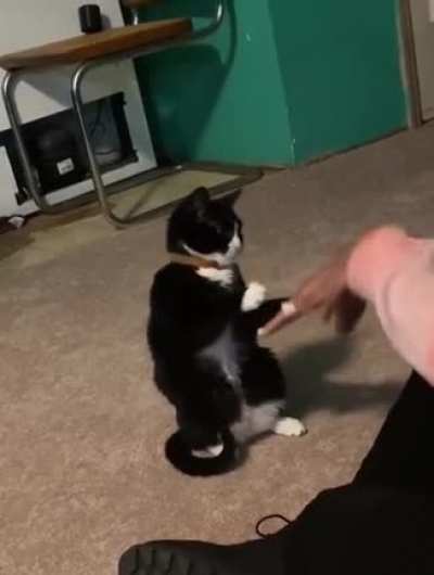 My paw on top!