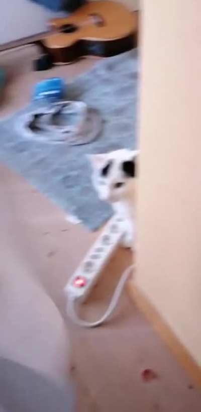 Hey cat, can you read this?