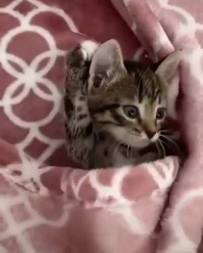Where's my breakfast