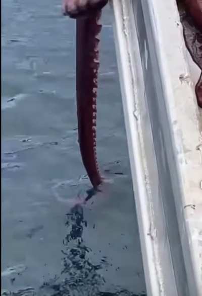 What a cool animal, can fit through the smallest spaces