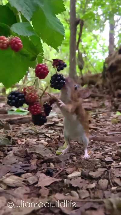 ? It's harvest time for the Wood Mouse