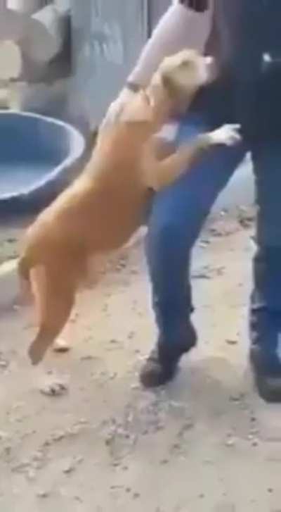 Shelter pupper walked up to a reporter in the middle of his story. Reporter adopted him.