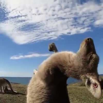 ? Kangaroo enjoying a good scratch and a nice sunny day ?