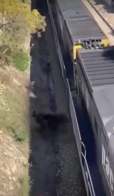 stranger saves dog from train ?