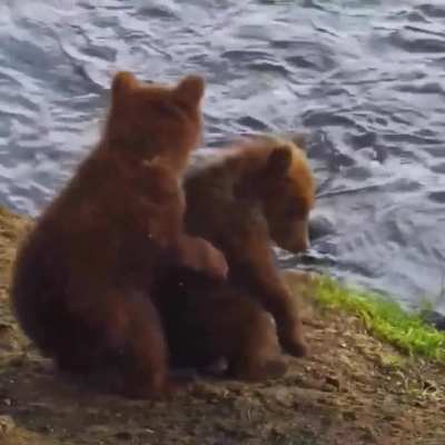 ? A precious moment between bear cub siblings