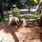 Chained Dog vs Cat