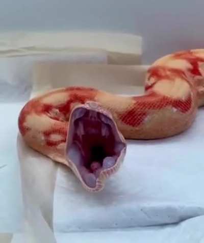 ? Yawn of a snake.