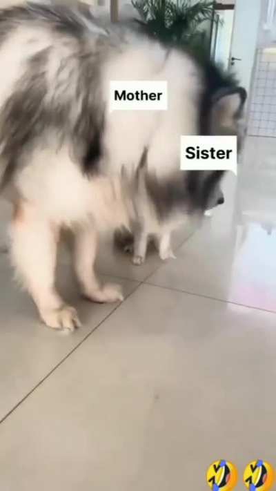 When brother and sister quarrel.?