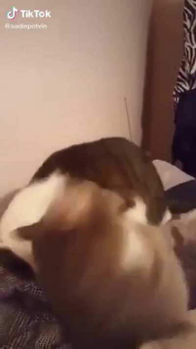 catibalism