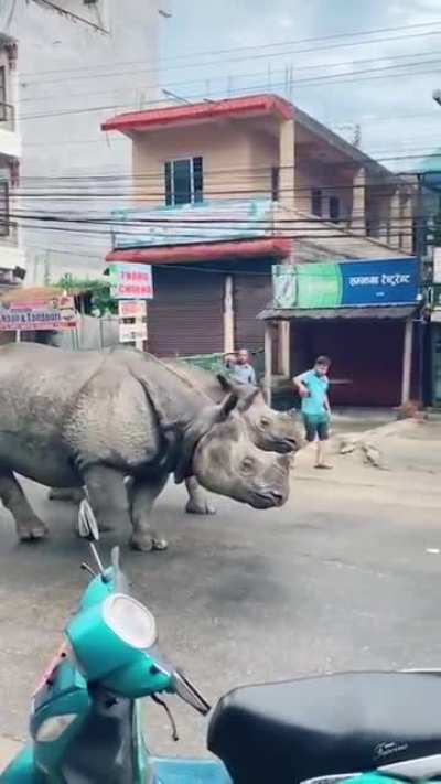 ? Rhino couple strolling in Nepal