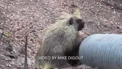 I am not sure what this porcupine is doing; but he seemed ashamed about being caught ??