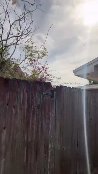 To leave the dog at home