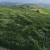 ? The great grass sea