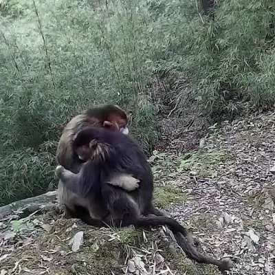 ? Rare footage of two endangered golden monkeys hugging