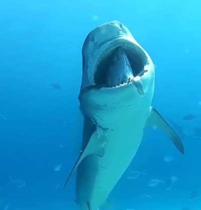 ? Uber Shark ?