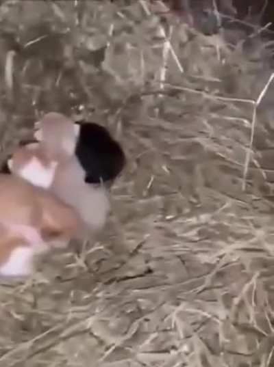 These are not chickens, these are kittens.